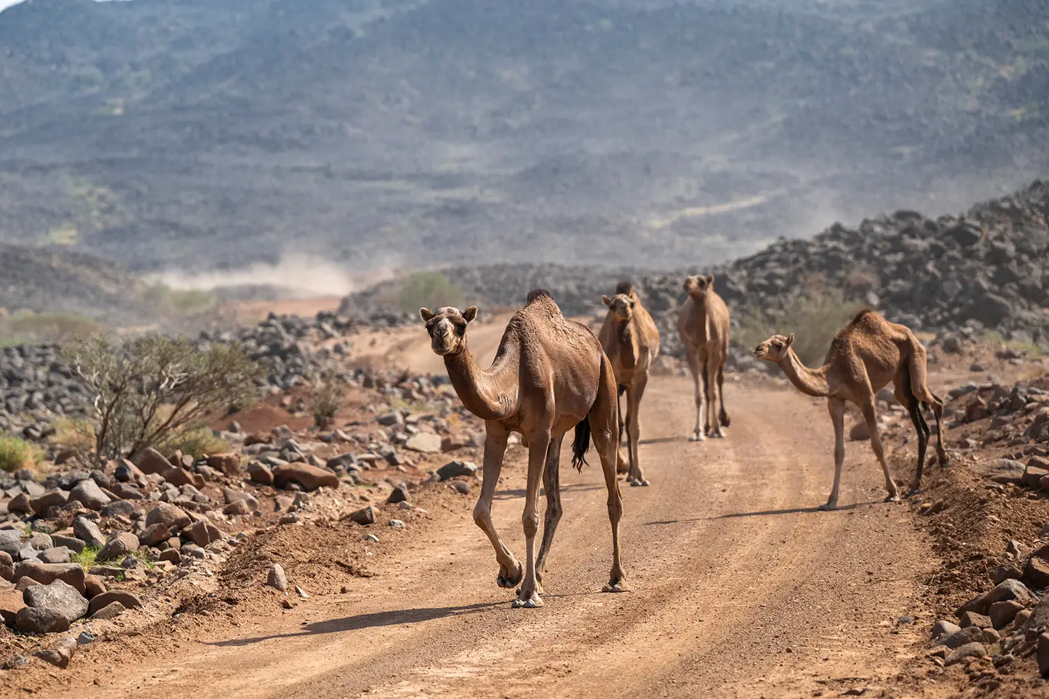 Rally Saudi Arabia 2025 Preview